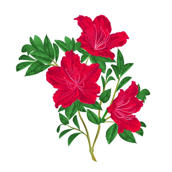 Roter Rhododendron-Zweig Vektor — Stockvektor