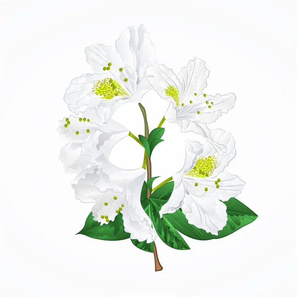 Vector Azalea Flowerストックベクター ロイヤリティフリーvector Azalea Flowerイラスト ページ 9 Depositphotos Vector Azalea Flowerストックベクター ロイヤリティフリーvector Azalea Flowerイラスト ページ 9 Depositphotos