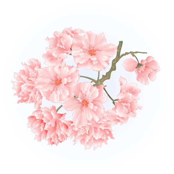 Twig árvore sakura flores vetor vintage — Vetor de Stock