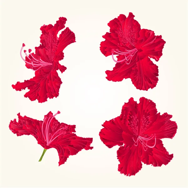 Рододендроны красный набор три винтажных вектора — стоковый вектор