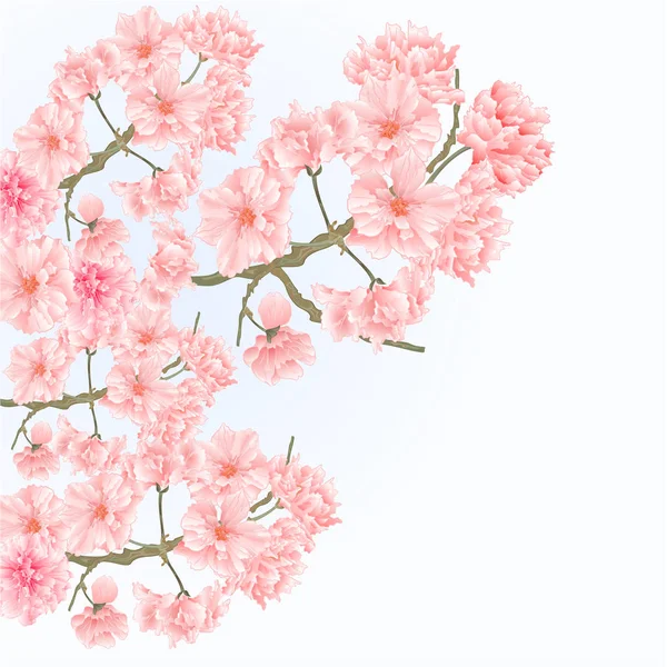 Zweige Baum Sakura blüht Jahrgang Vektor — Stockvektor