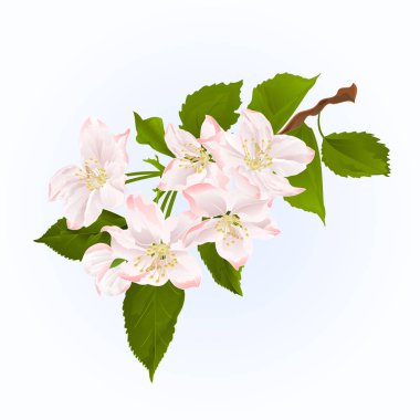 Çiçekler bahar arka plan vintage vektör ile elma ağacının dalını