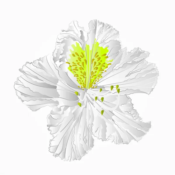 Rhododendron flor branca oitavo vetor — Vetor de Stock