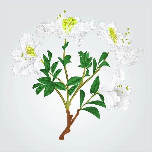 Rama rododendro blanco vector vintage — Vector de stock