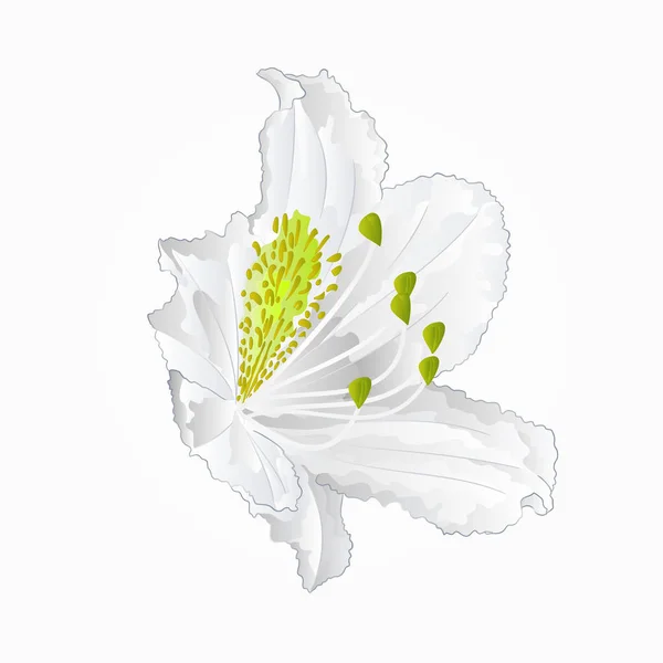 Рододендрон біла квітка дев'ять векторів — стоковий вектор