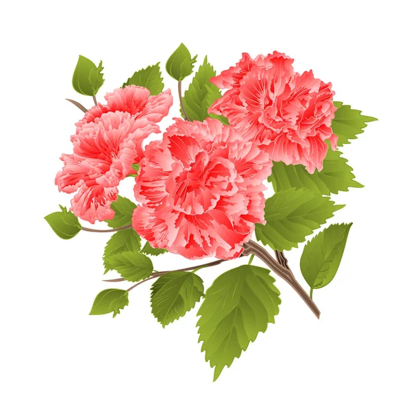 Şube pembe hibiscus tropik çiçekler vintage vektör — Stok Vektör