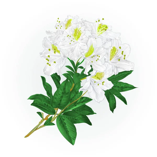 Gren vita blommor rhododendron vintage vektor — Stock vektor