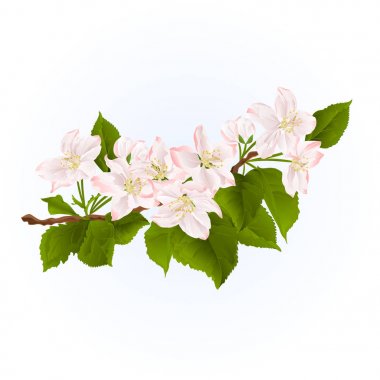 Elma ağacı bahar arka plan vintage el çizmek vektör Şubesi çiçeklenme