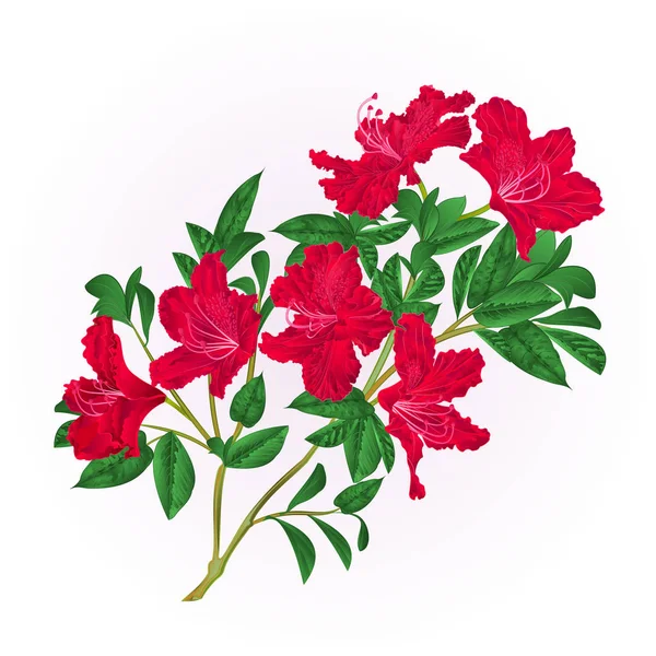 Vermelho rododendro galho com flores e folhas de montanha arbusto vintage mão desenhar vetor — Vetor de Stock