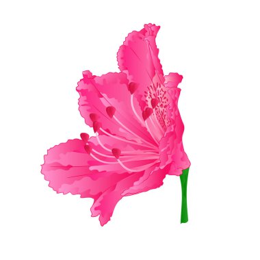 Çiçekleri pembe ormangülü yedinci dağ çalı vintage el çizmek vektör