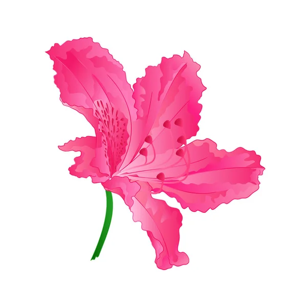 Flores rosa rododendro sexto arbusto Montanha vintage mão desenhar vetor —  Vetores de Stock