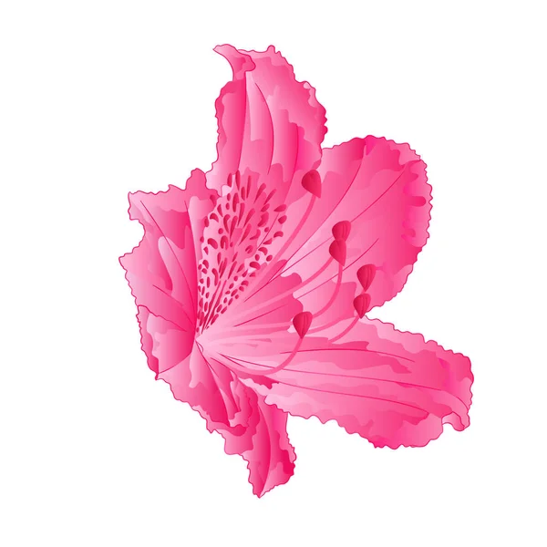 Bloeit roze rododendron vijfde berg struik vintage hand tekenen vector — Stockvector