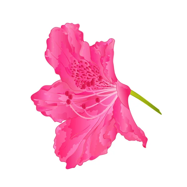 Fleurit rose rhododendron neuf Arbuste de montagne vintage main dessin vecteur — Image vectorielle