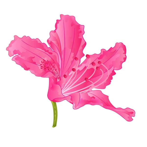Fleurit rose rhododendron dix Arbuste de montagne vintage main dessin vecteur — Image vectorielle