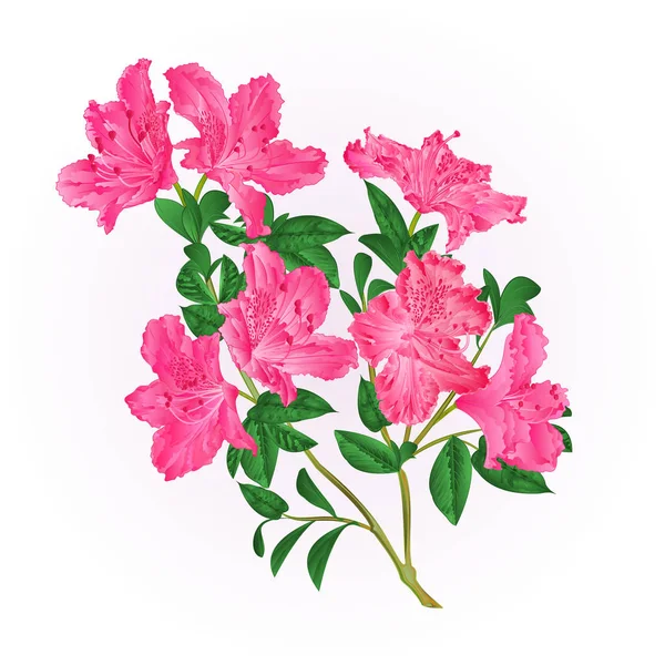 Rododendro rosa ramoscello con fiori e foglie arbusto di montagna vintage mano disegnare vettore — Vettoriale Stock