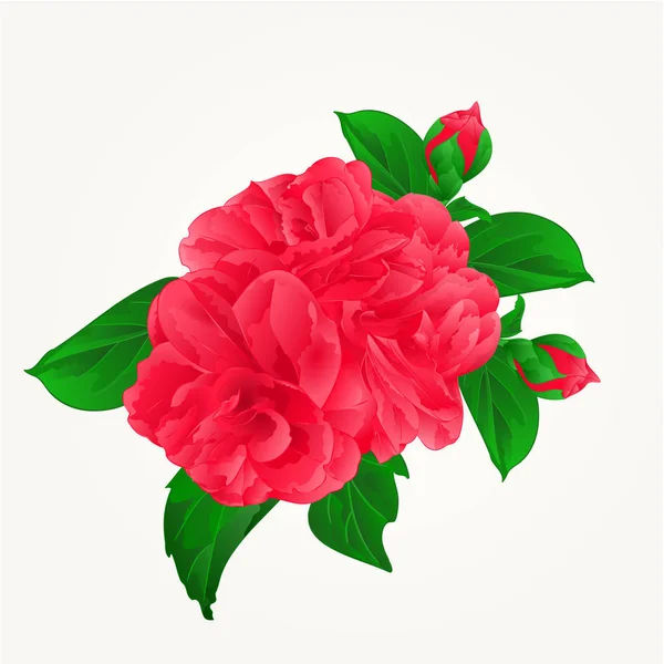 Camellia Japonica κόκκινα λουλούδια με μπουμπούκια vintage χέρι επιστήσω διάνυσμα — Διανυσματικό Αρχείο