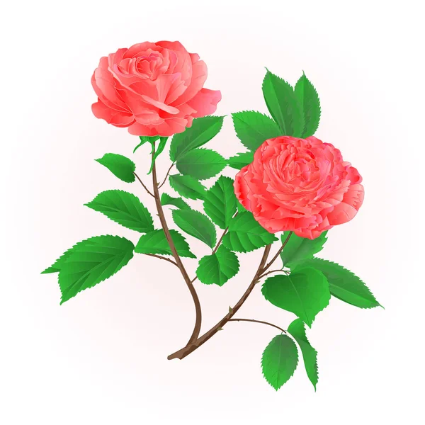 Rosas flor rosa galho com folhas natureza fundo vintage mão desenhar vetor —  Vetores de Stock