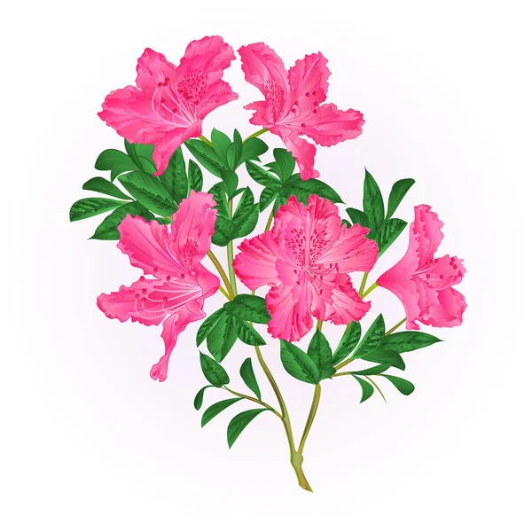 Fiori rosa rododendro ramoscello con foglie arbusto montagna vintage mano disegnare vettore — Vettoriale Stock