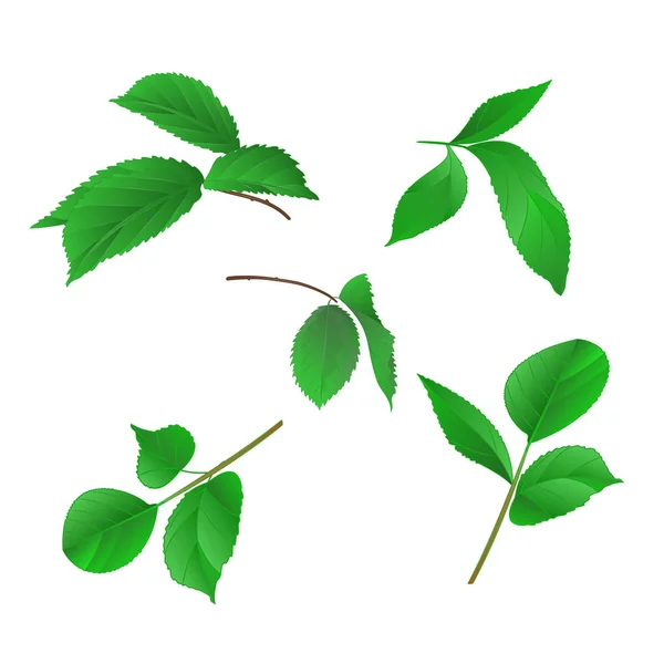 Branches de roses avec feuilles vintage main dessin vecteur ensemble premier — Image vectorielle