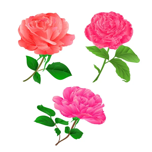 Tres flores rosa ramita con hojas sobre un fondo blanco vintage mano dibujar vector — Vector de stock