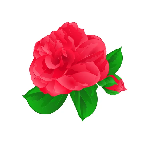 Camellia Japonica Fleur avec bourgeon vintage main dessin vecteur — Image vectorielle