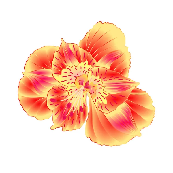 Альстромерія квітка лілія крупним планом ізольована на білому тлі вінтажний малюнок руки вектор — стоковий вектор