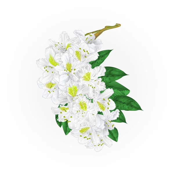 Zweig weiße Blüten Rhododendron Berg Strauch Jahrgang Hand zeichnen Vektor — Stockvektor