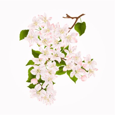 Çiçekler vintage el ile elma ağacının dalını çizmek bahar arka plan vektör