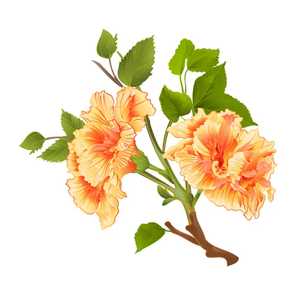 Branch yellow hibiscus tropical flowers  on a white background vintage hand draw vector — Stock Vector