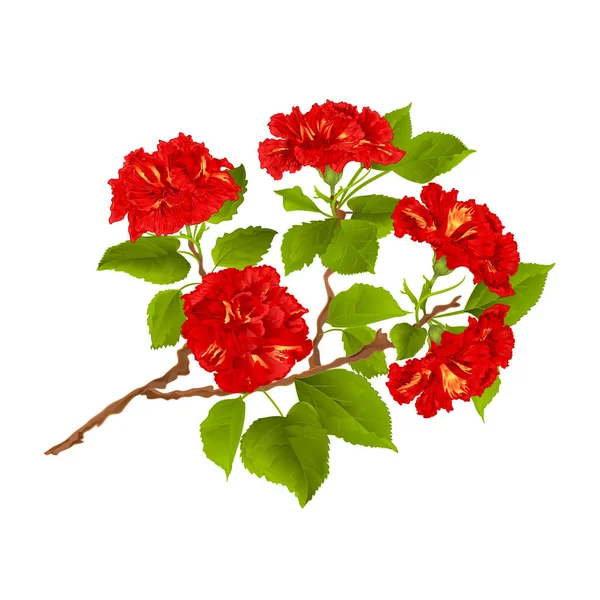 Branch red hibiscus tropical flowers  on a white background vintage hand draw vector — Stock Vector