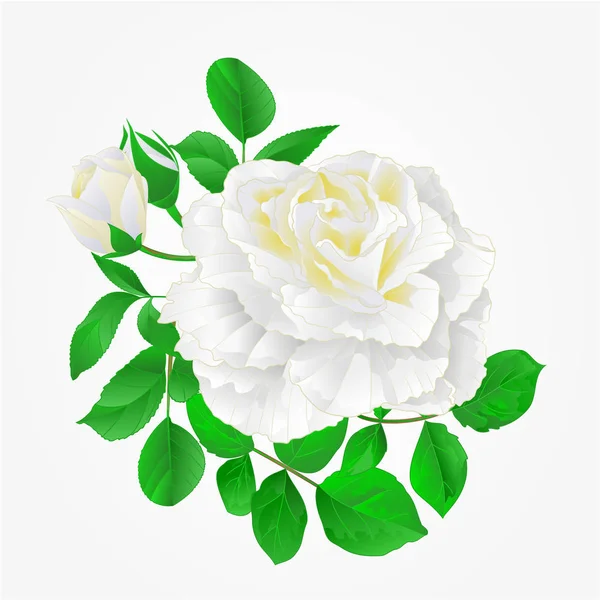 Rosa blanca con brotes y hojas vintage mano dibujar festivo fondo vector — Vector de stock