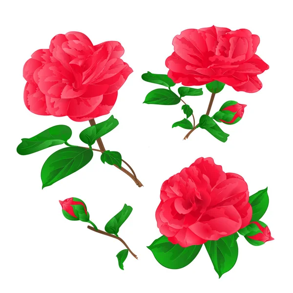 Drie bloemen Camellia Japonica met toppen vintage hand tekenen vector — Stockvector