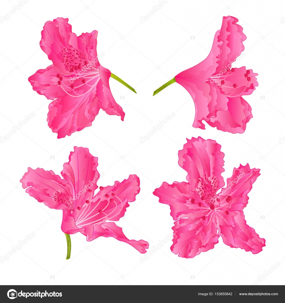 Red Rose Rhododendrons En Fleurs Mis Deux Montagne Arbuste