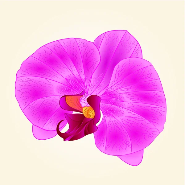 Orquídea púrpura hermosa flor primer plano aislado mano vintage dibujar vector — Vector de stock