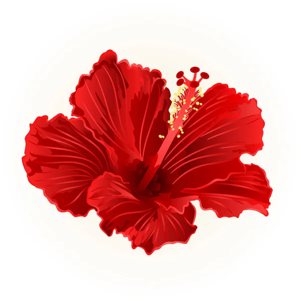 Hibiscus rouge simple fleur tropicale vintage dessin à la main vecteur — Image vectorielle