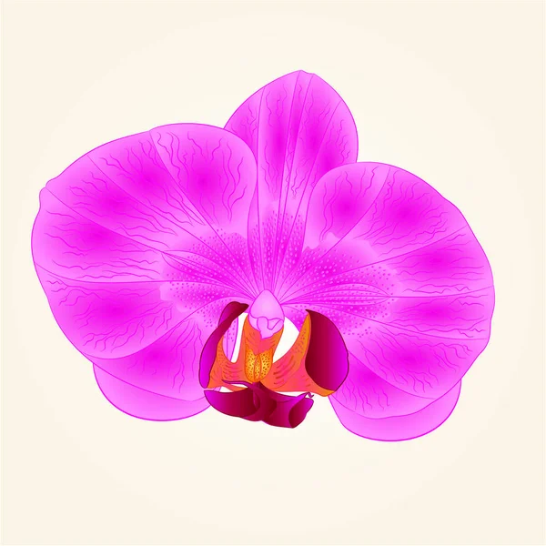 Vackra orkidé Lila blomma närbild isolerade vintage hand draw vector — Stock vektor