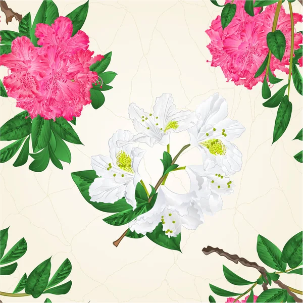 Tessitura senza cuciture fiori bianco e rosa rododendri ramoscello Montagna arbusto vintage mano disegnare vettore — Vettoriale Stock