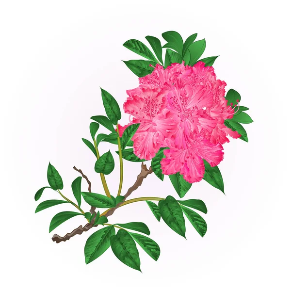 Fiori rosa rododendro ramoscello Montagna arbusto vintage mano disegnare vettore — Vettoriale Stock