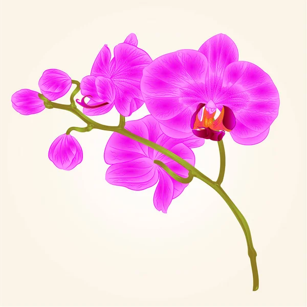 枝兰花蝴蝶兰紫色花绿色的热带植物茎和芽的老式手工绘制矢量 — 图库矢量图片