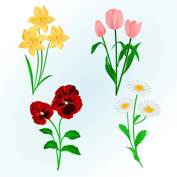 Frühlingsblumen Narzissen, Stiefmütterchen, Tulpen und Gänseblümchen vintage Hand zeichnen Vektor botanischen — Stockvektor