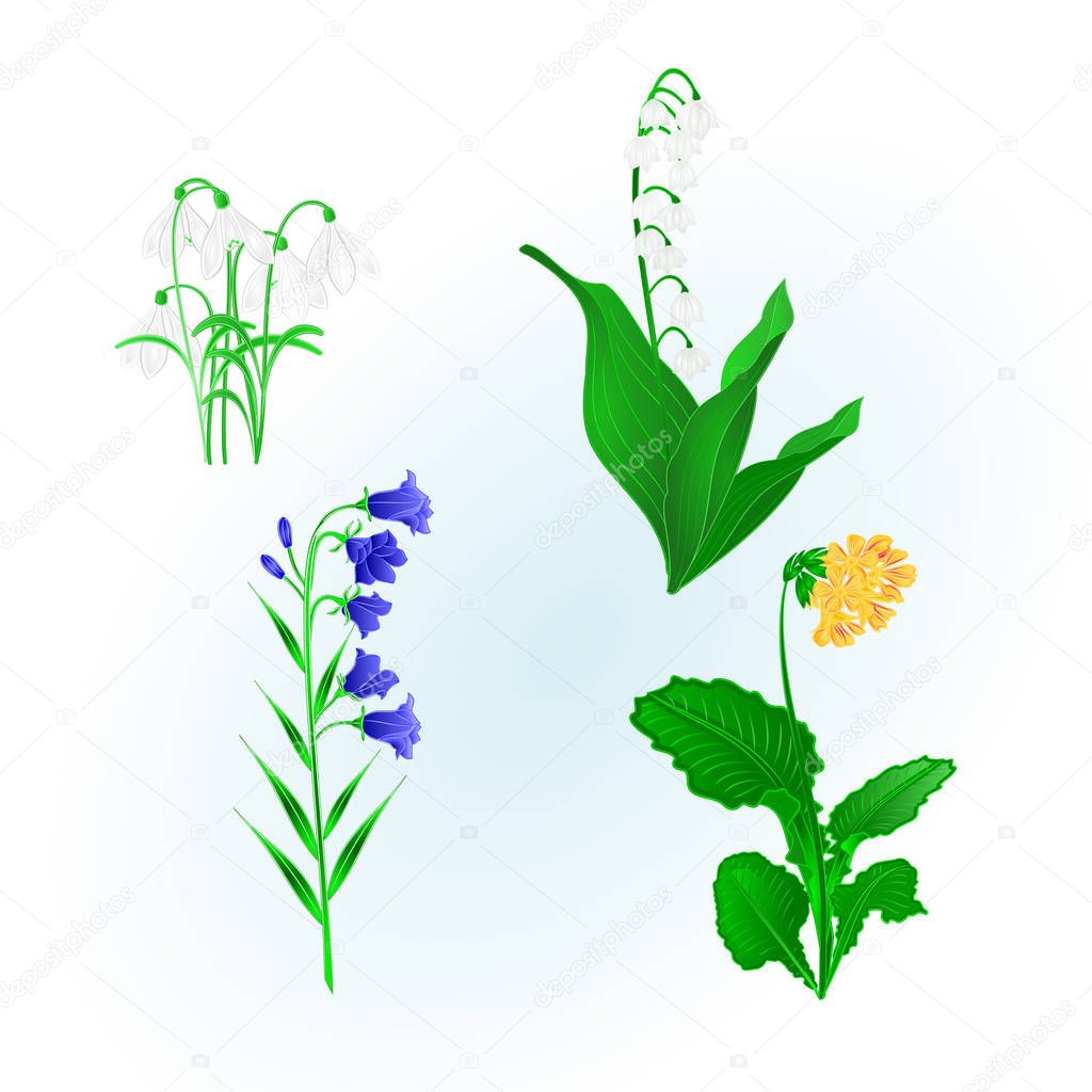 Spring Flowers Lily Of The Valley Snowdrops Bluebell Campanula And Primrose Vintage Hand Draw Vector Botanical Illustration For Design Premium Vector In Adobe Illustrator Ai Ai Format Encapsulated Postscript Eps