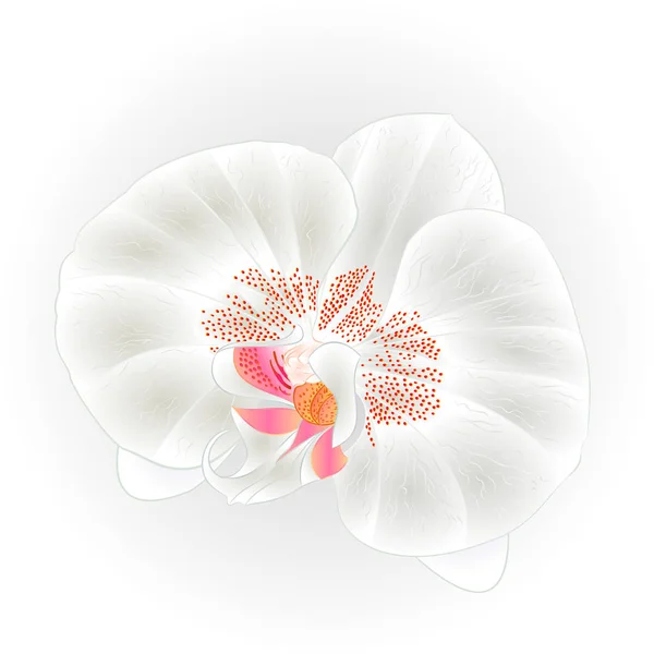 Όμορφη λευκή ορχιδέα (Phalaenopsis, Dendrobium) λουλούδι closeup απομονωμένες vintage χέρι διανυσματικά κλήρωση — Διανυσματικό Αρχείο