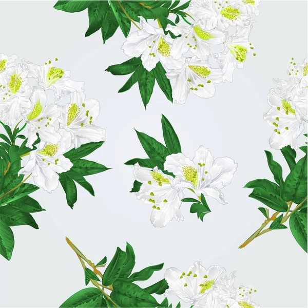 Textura sem costura rosa e branco flores rododendro galho com folhas montanha arbusto vintage vetor —  Vetores de Stock