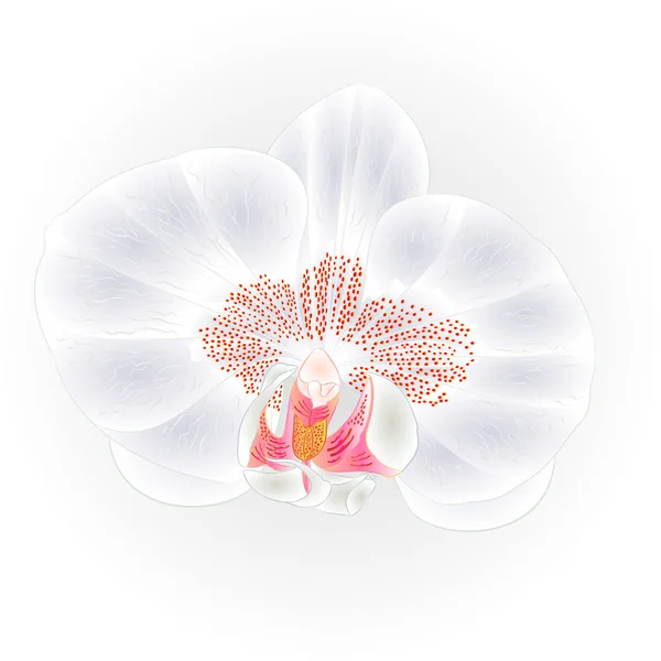 Hermosa orquídea flor tropical blanca Phalaenopsis primer plano aislado vector vintage — Vector de stock