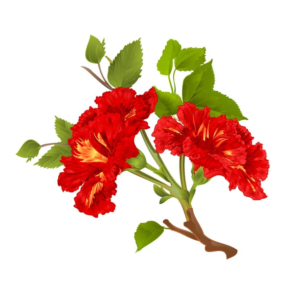 Flores tropicales de hibisco rojo ramificado sobre un vector vintage de fondo blanco — Vector de stock
