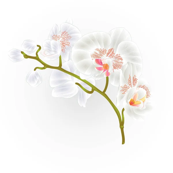 Rami orchidea Phalaenopsis Fiori bianchi piante tropicali gambo verde e germogli vintage mano disegnare vettore — Vettoriale Stock