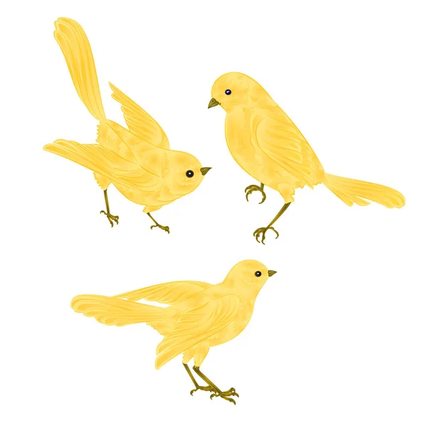 Пение золотых птиц Канарейка винтажный набор двух векторных животных иллюстрации для дизайна — стоковый вектор