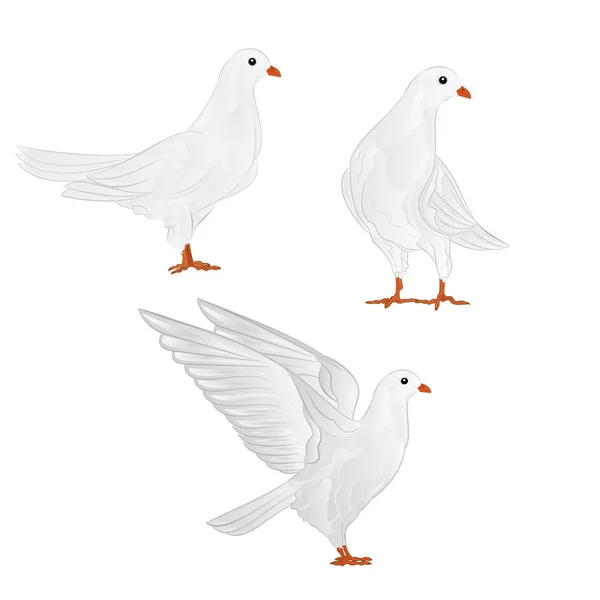 Авіаносці білі голуби домашні породи спортивні птахи Вінтажний набір з чотирьох векторних тварин ілюстрація для малюнка рук — стоковий вектор