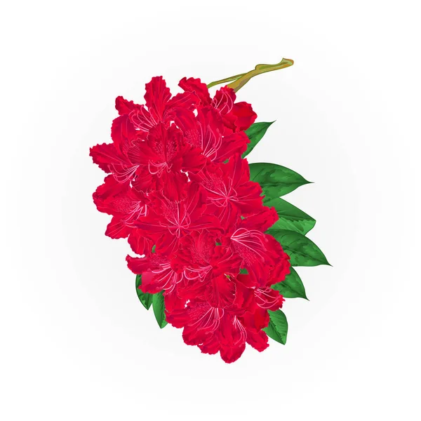 Ramo flores vermelhas rododendro montanha arbusto vintage vetor botânico ilustração mão desenhar — Vetor de Stock