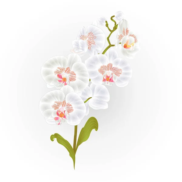 Gałęzi storczyków Phalaenopsis biały kwiaty rośliny tropikalne zielony łodyga i pąki i liście vintage wektor — Wektor stockowy